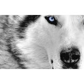 Nacho Rebollo's photo