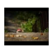 Foto von Steve Reed