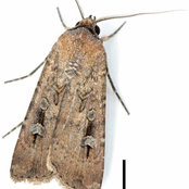 Bepestfree Pest Control Melbourne's photo