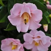 Foto von Elizabeth Copeman