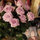 Sharon Nason