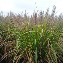 Current Featured Plants - Products