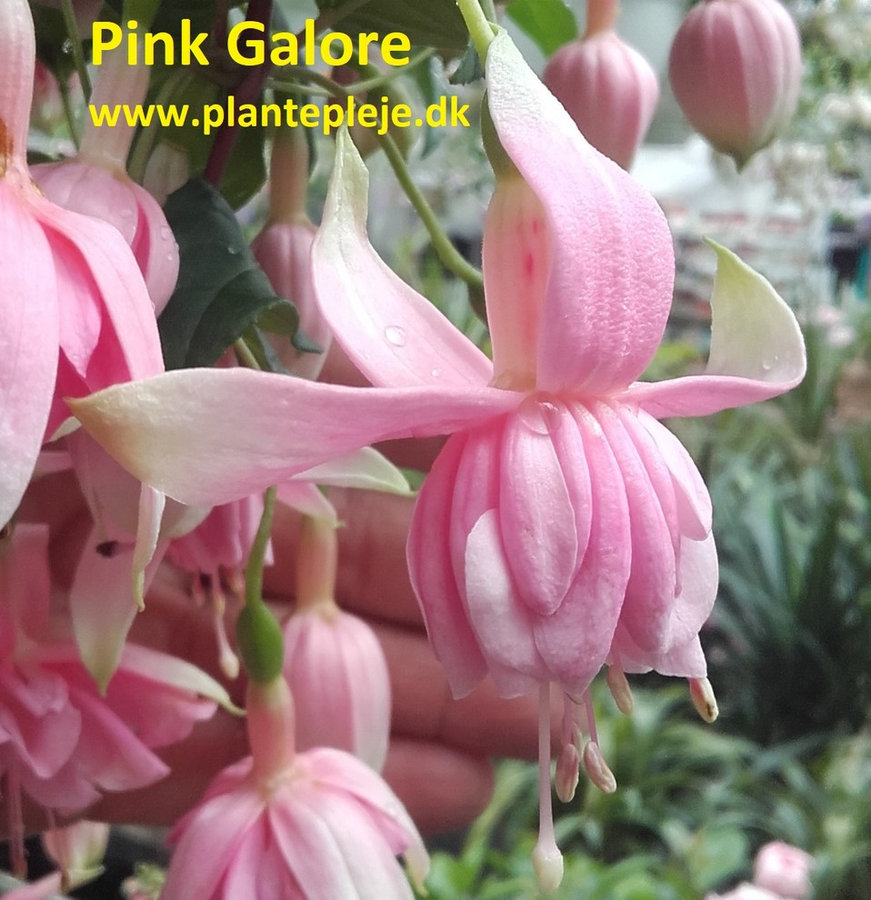 Fuchsia liste 2020 (her ses fotos af en mindre del af de fuchsia vi producere)
