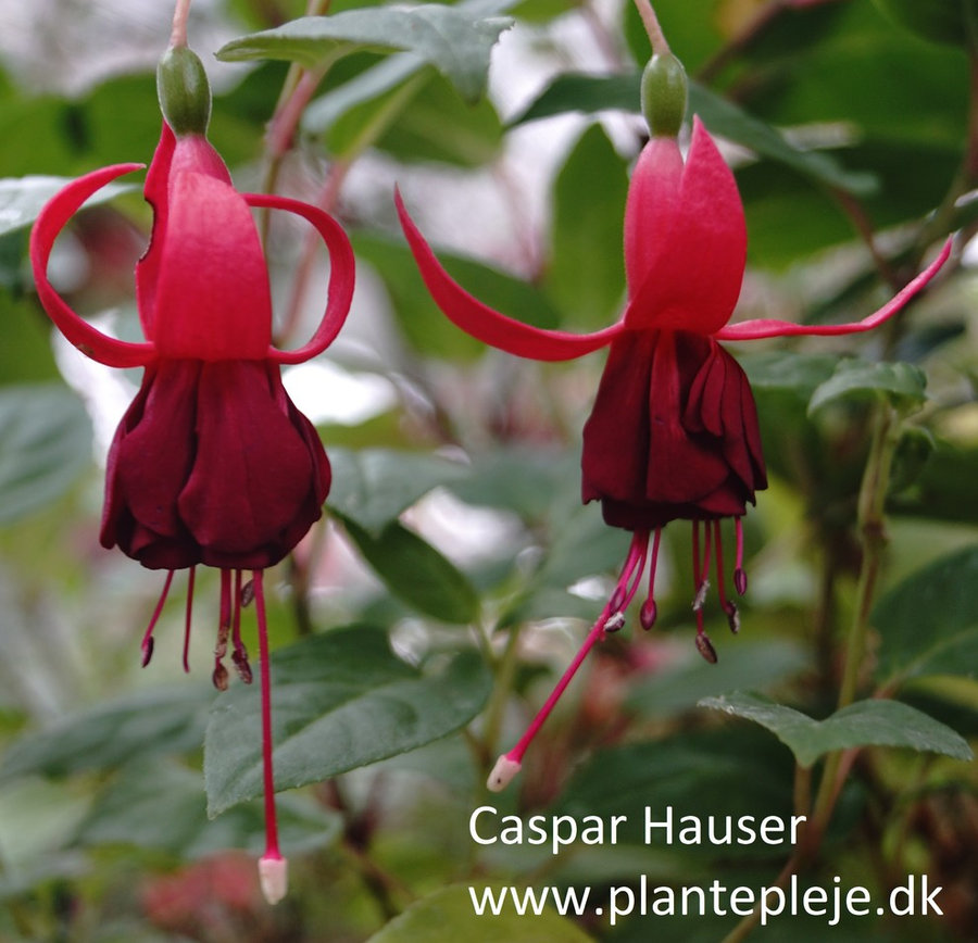 Fuchsia liste 2020 (her ses fotos af en mindre del af de fuchsia vi producere)