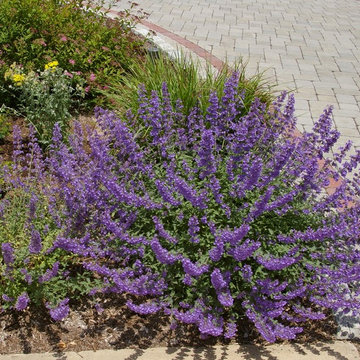 A Landscape of Constant Color