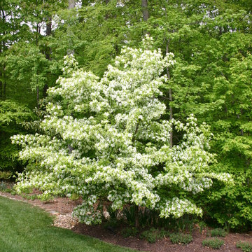 Elegant Landscaping for a Mid-Size Home