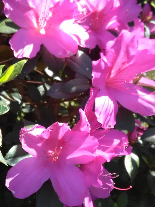 What is this? The flowers Do Not Last Long. Houzz UK