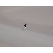 Susi Marzuola's photo