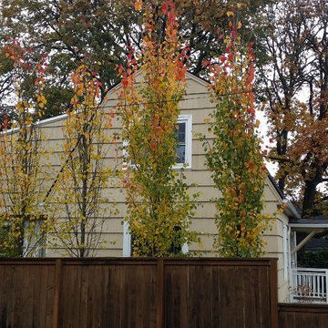 Mission Impossible MakeOver! Specimen Trees & Patio Down Extreme Slope