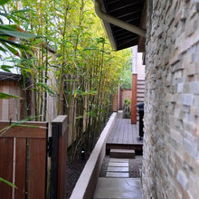 Bamboo
