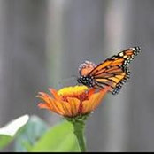 Photo de Gail Fitzpatrick