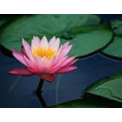 Wandi Cotton's photo
