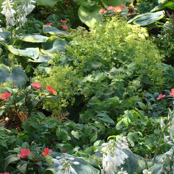 Close-up of Alchemilla mollis (Ladies' Mantle) in bloom