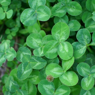 Trifolium Repens / White Clover