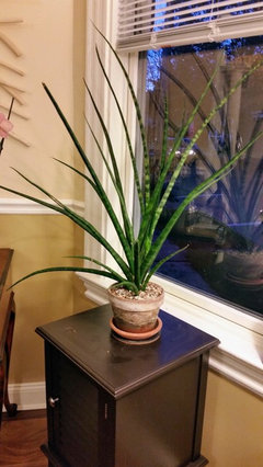 Fernwood Help Please