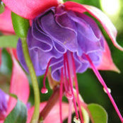 Sue Kowal's photo