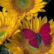 Foto de Hilda Stricklin
