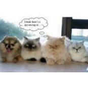 Suzanne Bring's photo
