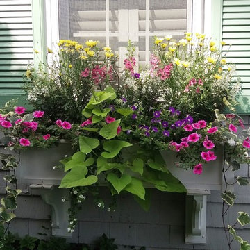 Eel River Rd. Roses and Window Boxes