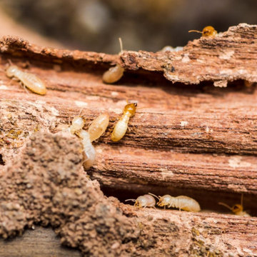 City of Stars Termite Removal Experts