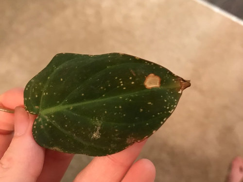 Help With My Heart Leaf Philodendron