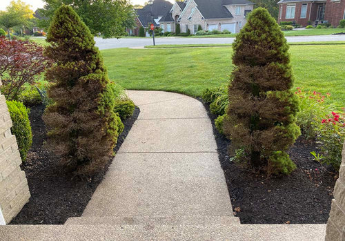Which evergreen trees would be best in this front landscape?