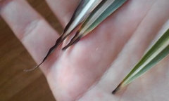 Spider plant turning black and brown. HELP! | Houzz Forum