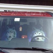 Furrific Petsitting's photo