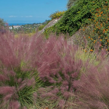 Pink Muhly grass explodes at slope bottom.