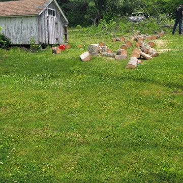 tree removal