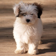 PUPPY