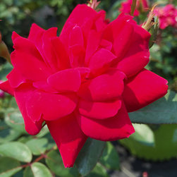 Featured Plants - Products