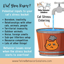 Cat Piss and Pee