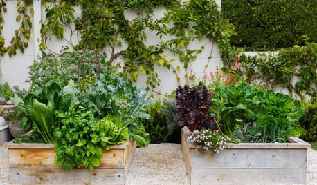 How to Start a Cool-Season Vegetable Garden