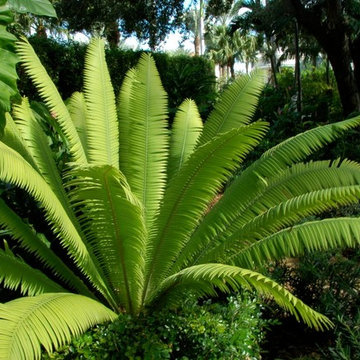 Miami Landscape Design Ideas