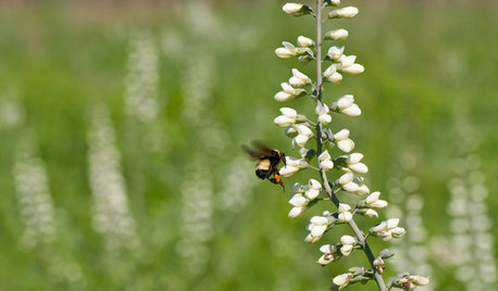 Great Design Plant: Please Bumblebees by Planting Baptisia Lactea