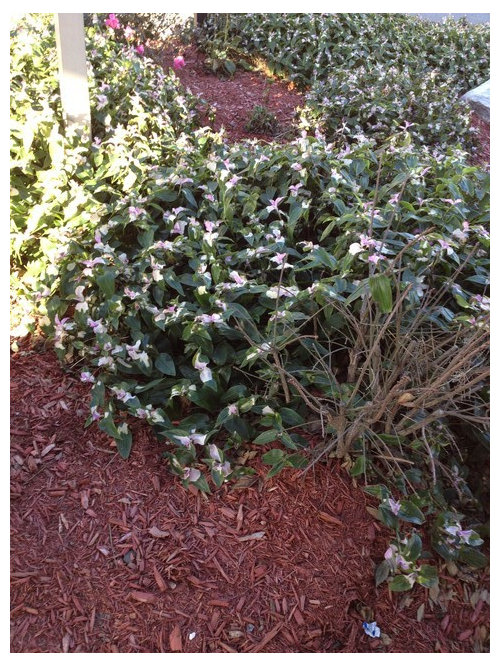 Name This Cold Hardy Flowering Shrub Name This Cold Hardy Flowering Shrub