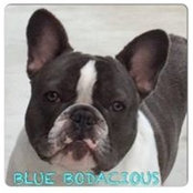 Foto di Hellofrenchies Blues