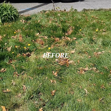 Cleanup and Mulching