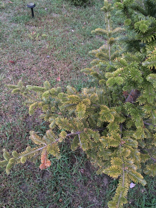 Yellowing and brown needles on Fir Tree