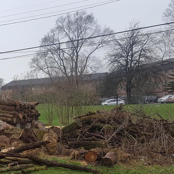 Clean up cut down tree