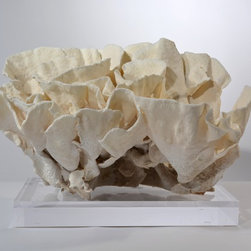 Corals - Products