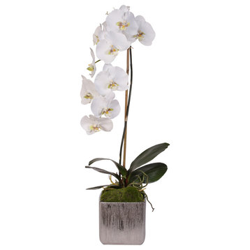 White Silk Phalaenopsis Orchid in Silver Cermic Pot