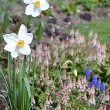 shade garden