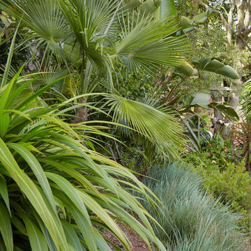 San Francisco Cloud Forest Garden