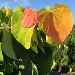 The Rising Sun&trade; Redbud - Products