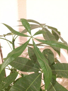 white monster monstera 2" Monstera White Monster  Coollective Plants