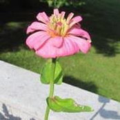 Valerie Hatcher-Trani's photo
