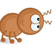 Foto von Pook Bug