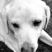 Joanne Fisher Lever's photo